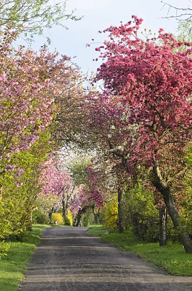 543053 - Avenue with flowering fruit trees