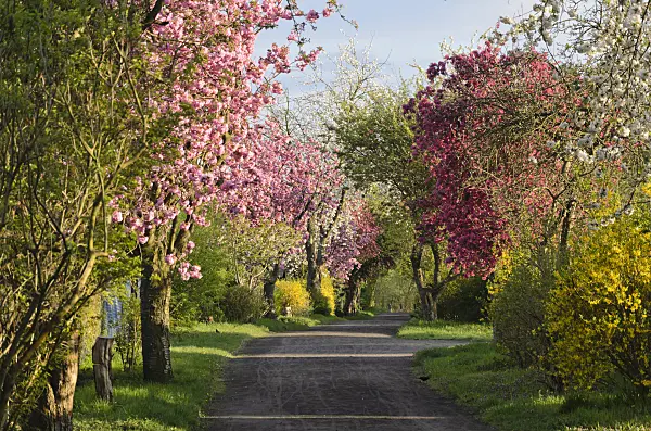 543054 - Avenue with flowering fruit trees
