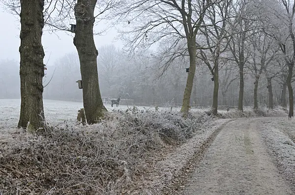 563014 - Avenue with hoar frost
