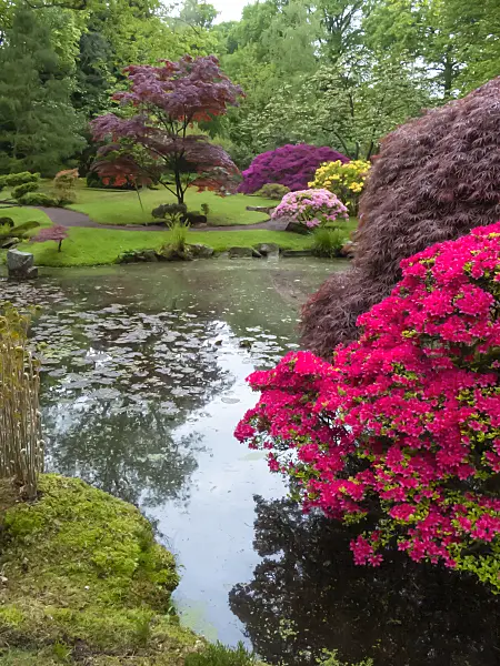 401151 - Azalea (Rhododendron)