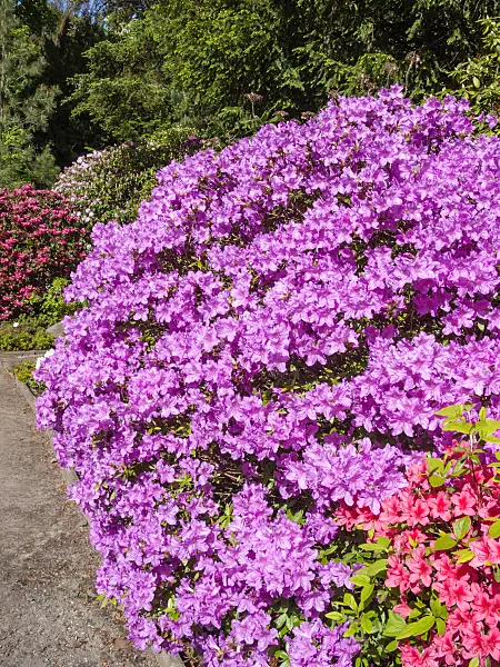 413022 - Azalea (Rhododendron)