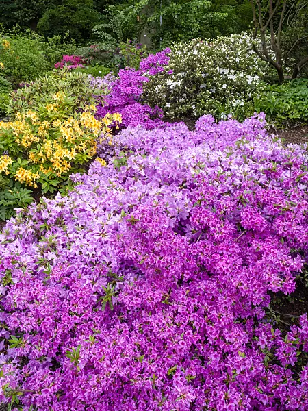 460120 - Azalea (Rhododendron)