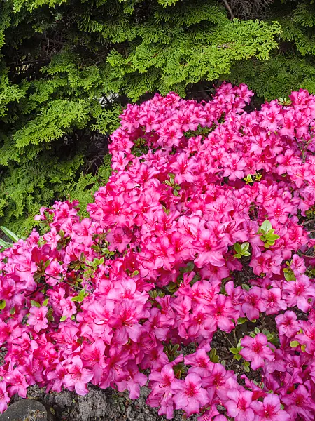 460121 - Azalea (Rhododendron)