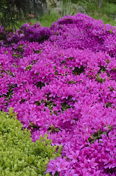 496005 - Azalea (Rhododendron)