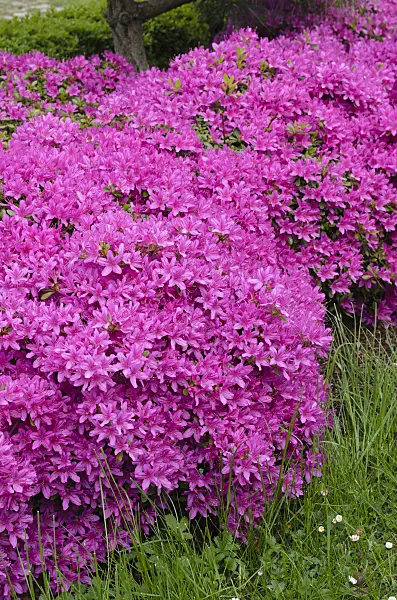 496006 - Azalea (Rhododendron)
