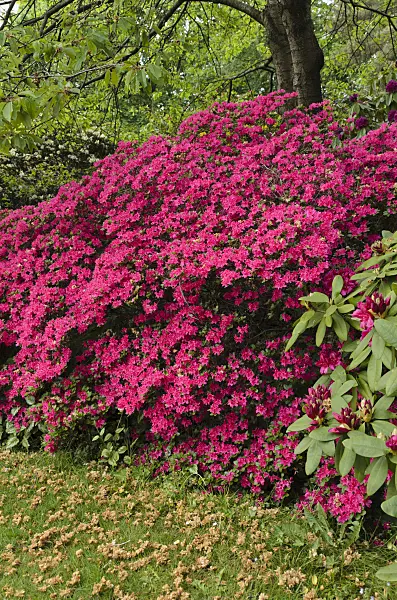 496080 - Azalea (Rhododendron)