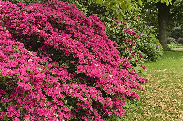 496081 - Azalea (Rhododendron)