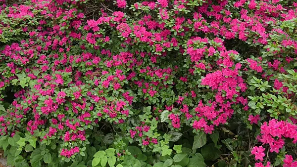 496113 - Azalea (Rhododendron)