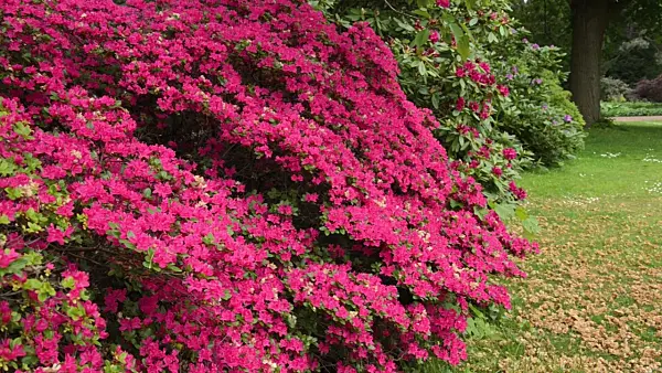 496120 - Azalea (Rhododendron)