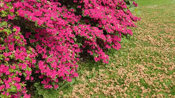496121 - Azalea (Rhododendron)