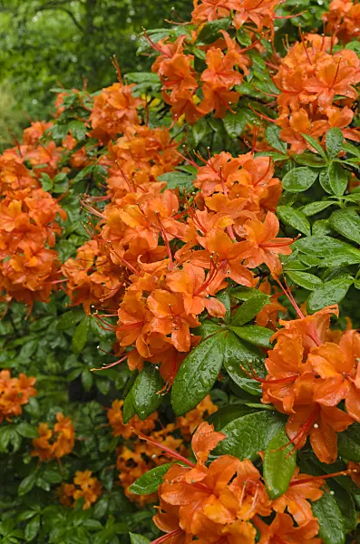 496234 - Azalea (Rhododendron)