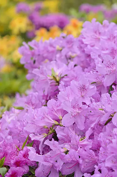 520297 - Azalea (Rhododendron)