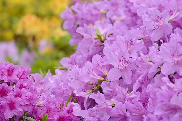 520298 - Azalea (Rhododendron)