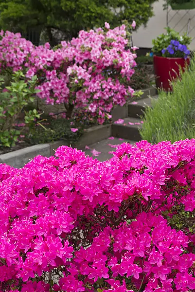 544178 - Azalea (Rhododendron)