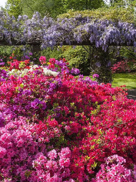 401085 - Azalea (Rhododendron) and wisteria (Wisteria)