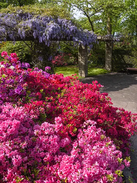 401086 - Azalea (Rhododendron) and wisteria (Wisteria)