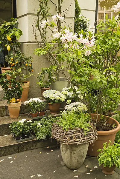 545052 - Azalea (Rhododendron), Citrus and hydrangeas (Hydrangea) in flower tubs
