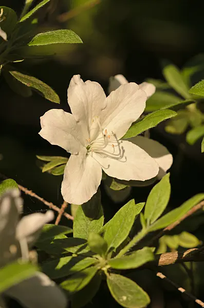 520369 - Azalea (Rhododendron mucronatum)