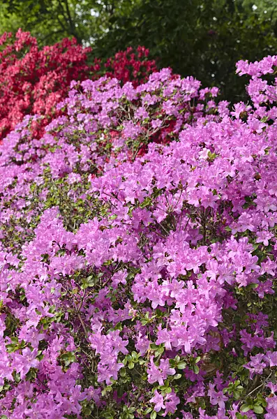 496063 - Azaleas (Rhododendron)