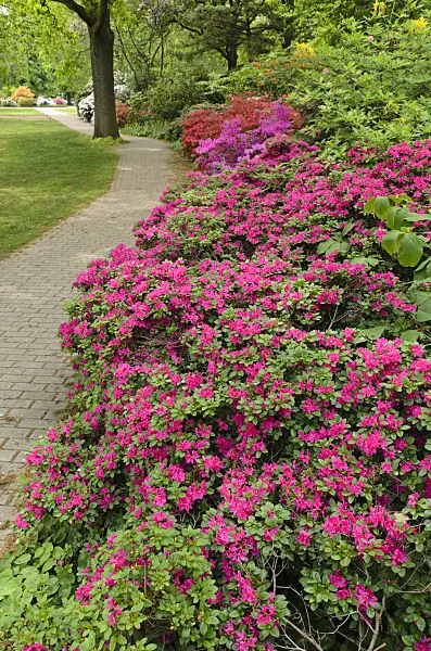 496064 - Azaleas (Rhododendron)