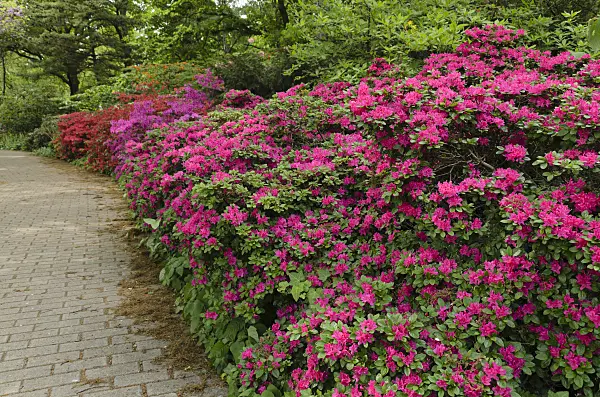 496065 - Azaleas (Rhododendron)