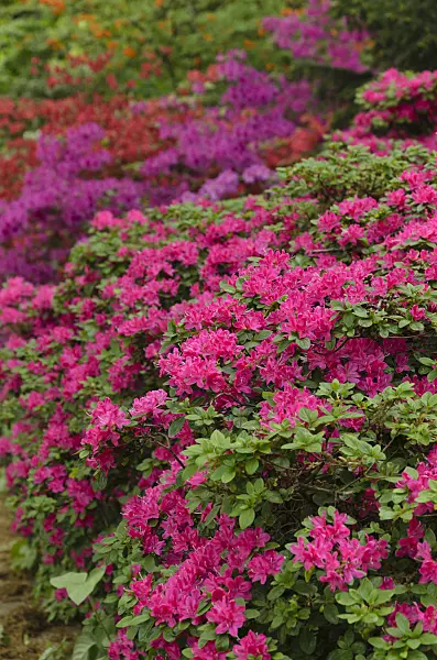 496066 - Azaleas (Rhododendron)