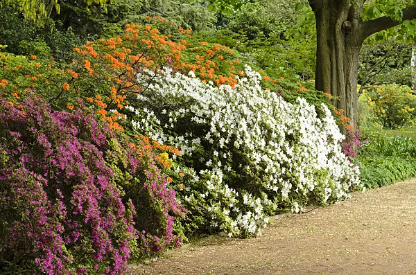 496079 - Azaleas (Rhododendron)