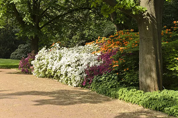 496082 - Azaleas (Rhododendron)