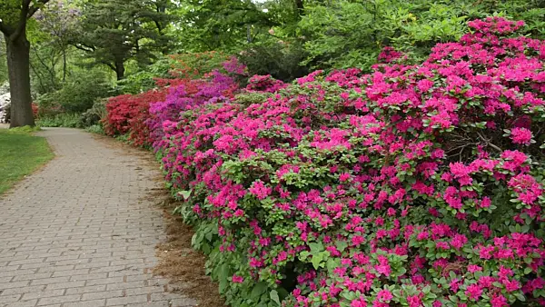 496112 - Azaleas (Rhododendron)