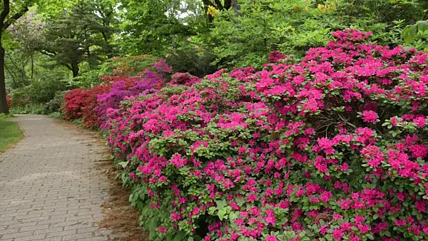 496114 - Azaleas (Rhododendron)