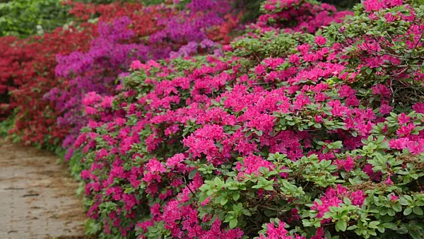 496115 - Azaleas (Rhododendron)