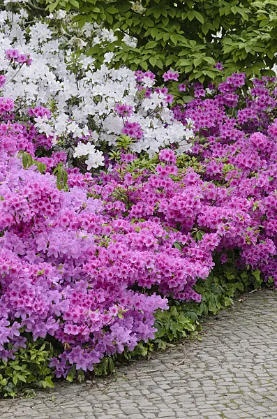 520296 - Azaleas (Rhododendron)