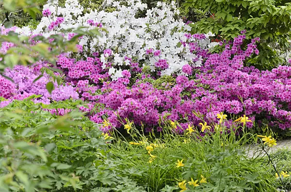 520304 - Azaleas (Rhododendron)