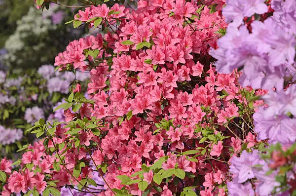 520306 - Azaleas (Rhododendron)