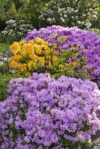 556122 - Azaleas (Rhododendron)