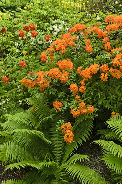 496231 - Azaleas (Rhododendron) and ostrich fern (Matteuccia struthiopteris)
