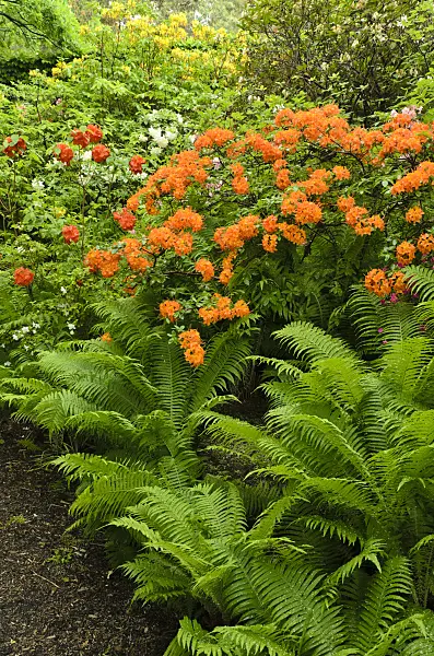 496232 - Azaleas (Rhododendron) and ostrich fern (Matteuccia struthiopteris)