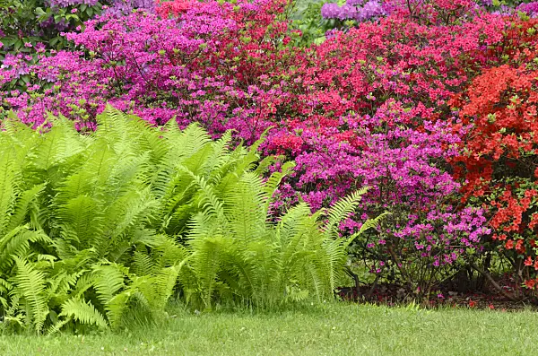 520338 - Azaleas (Rhododendron) and ostrich fern (Matteuccia struthiopteris)