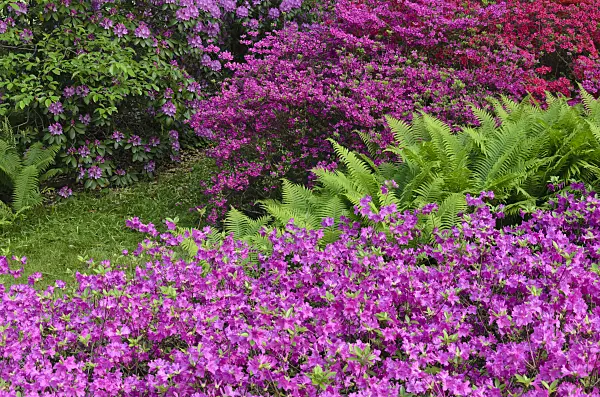 520339 - Azaleas (Rhododendron) and ostrich fern (Matteuccia struthiopteris)