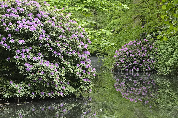 544136 - Azaleas (Rhododendron) at a pond