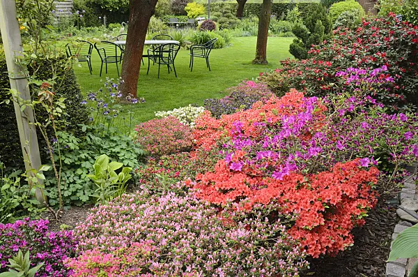 544112 - Azaleas (Rhododendron) in a perennial garden