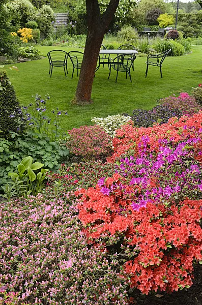544114 - Azaleas (Rhododendron) in a perennial garden