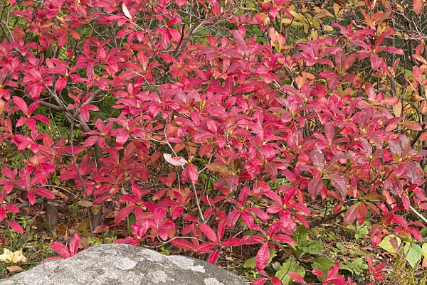 573117 - Azalée caduque (Rhododendron mollis 'Koster's Brilliant Red')