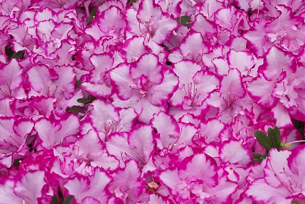 601017 - Azalée de l'Inde (Rhododendron simsii 'Panfilia')