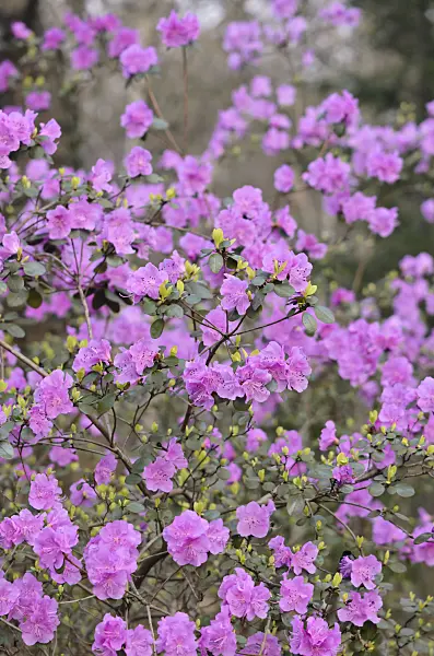 542019 - Azalée de Sibérie (Rhododendron dauricum syn. Rhododendron sichotense)