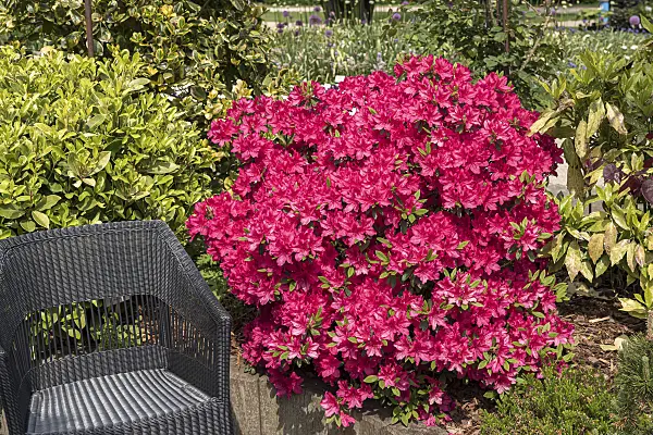638228 - Azalée japonaise (Rhododendron x obtusum 'Canzonetta')