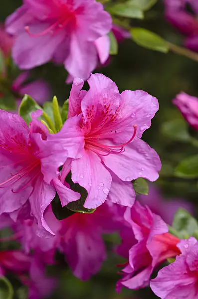 520395 - Azalée japonaise (Rhododendron x obtusum 'Popzi')