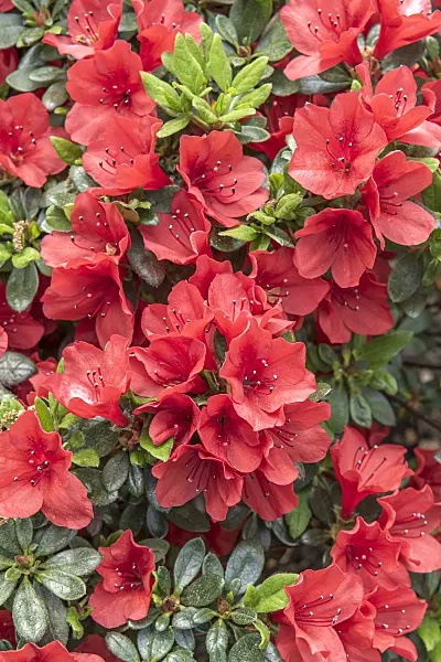 638279 - Azalée japonaise (Rhododendron x obtusum 'Sandy's Fire')