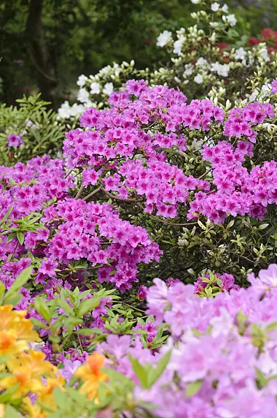 520302 - Azalée (Rhododendron)