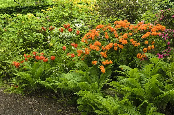496233 - Azalées (Rhododendron) et fougère allemande (Matteuccia struthiopteris)